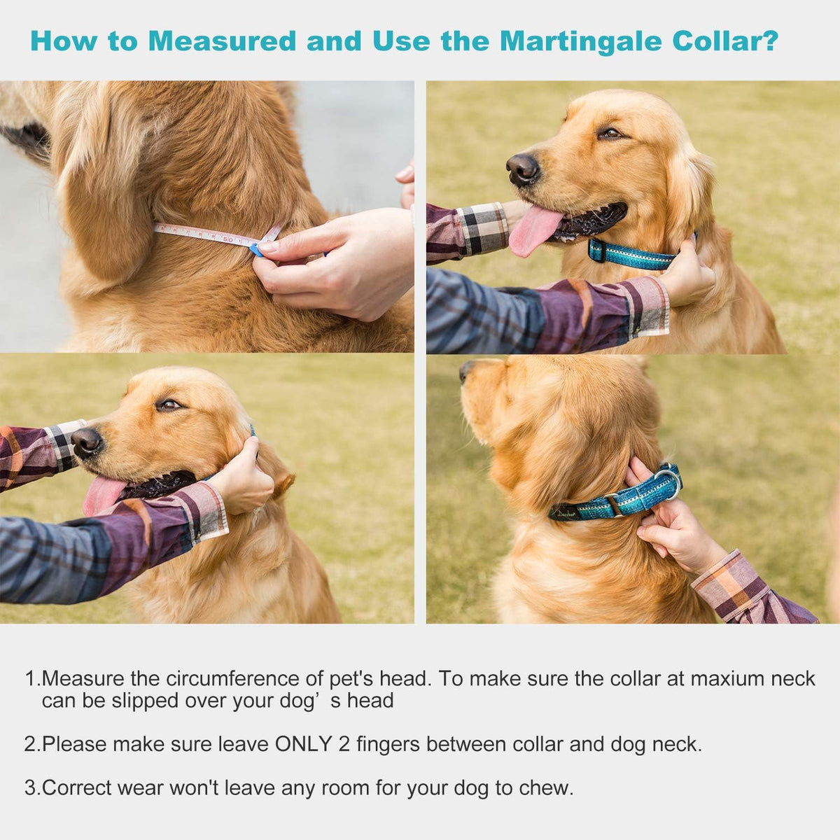 Martingale Dog Collar
